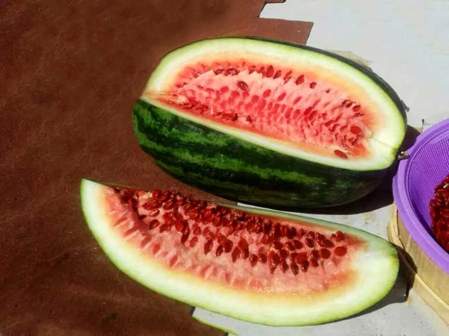 مضرات تخمه ژاپنی