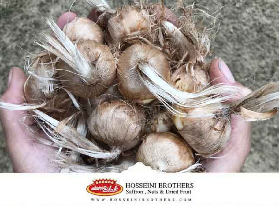 یک مشت پیاز زعفران