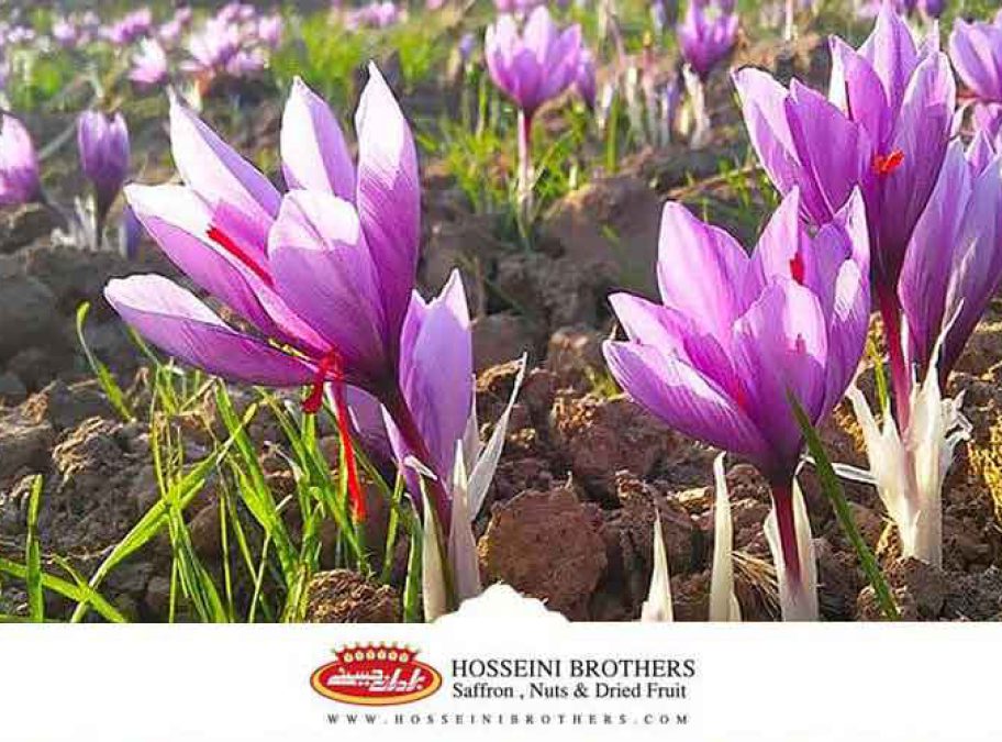 گلهای زعفران