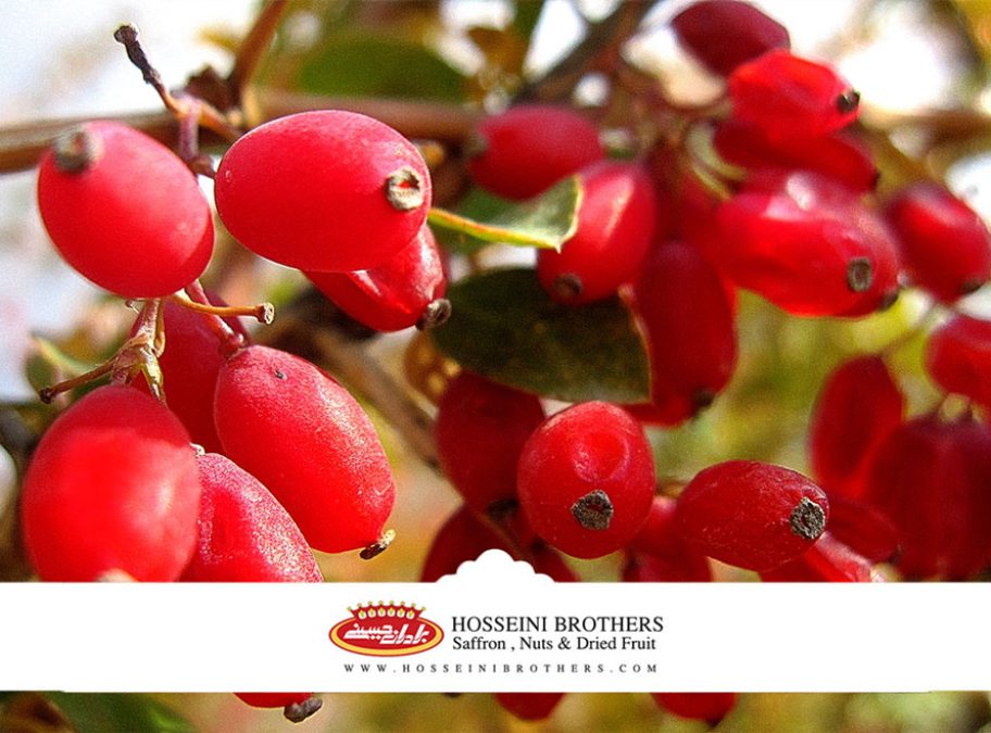 انواع زرشک چیست؟
